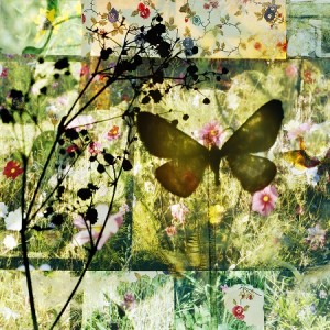 butterflies15-square-version