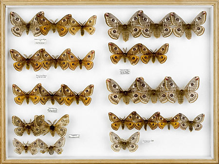 papillons-Augenspanner-40x53-cm