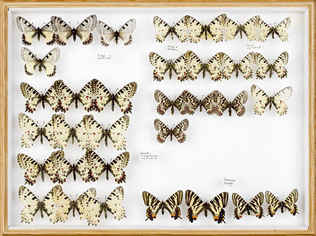 papillons-Osterluzei2-40x53-cm
