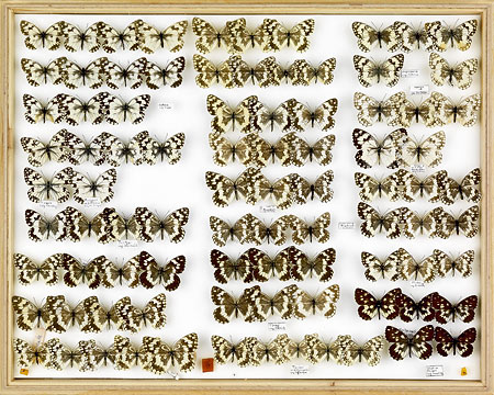 papillons-Schachbretter-50,4x63-cm