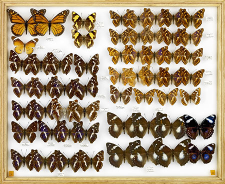papillons-Schillerfalter-50,4x63-cm