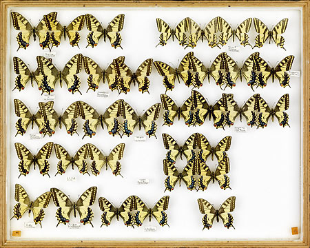 papillons-Schwalbenschwanz-50,4x63-cm