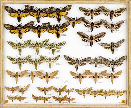 papillons-Totenkopf-40x48-cm